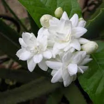Jasmine Flower